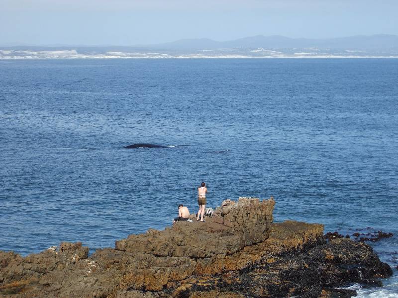 Hermanus (12) 
